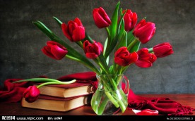 郁金香和书籍