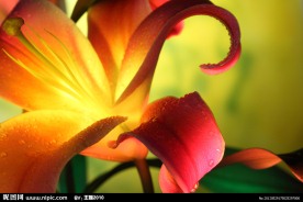黄色百合花