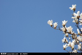 蓝天 白花