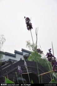 汶川风景