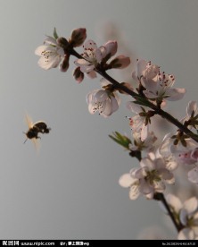 勤劳蜜蜂