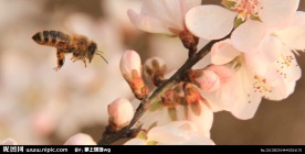 勤劳蜜蜂