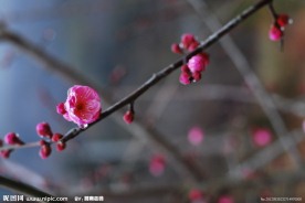 梅花