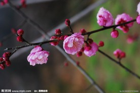梅花