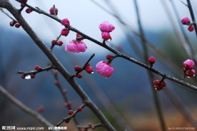 梅花