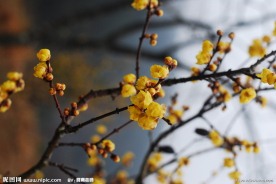 梅花