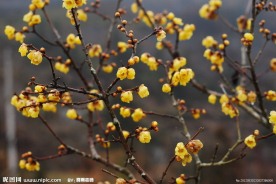 腊梅