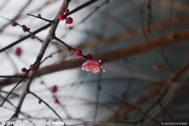 梅花