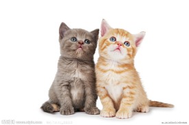 猫咪