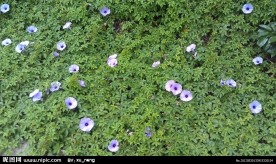 路边的牵牛花