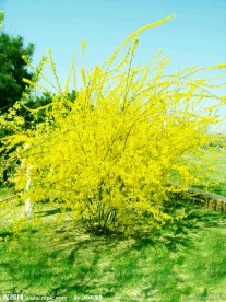 迎春花开