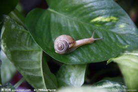 蜗牛