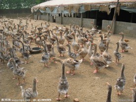 大雁养殖