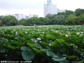 莲池
