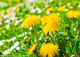 小黄菊花