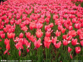郁金香花地