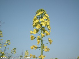一枝油菜花