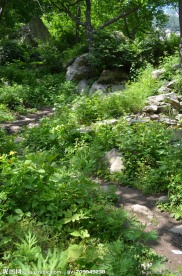 山中小道