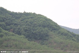 植被