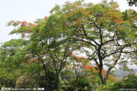 凤凰花开