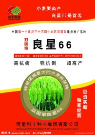 小麦单页