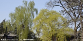 晋祠垂柳