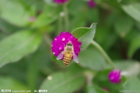 蜜蜂与花