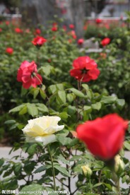 月季花