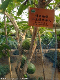 炸弹树