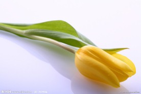 黄色郁金香