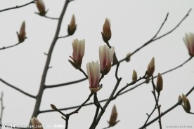 白玉兰花