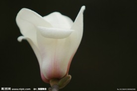 白玉兰花