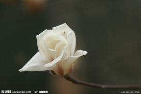 白玉兰花