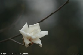 白玉兰花