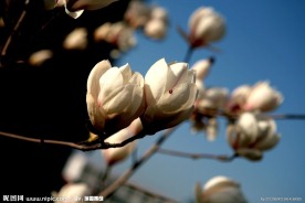白玉兰花