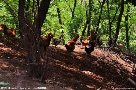 思山的鸡群