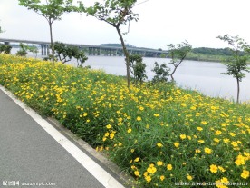 美丽小花