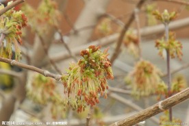 桦树