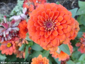 花草 野花