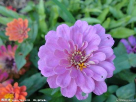 花草 野花