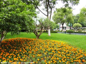 自然风景 花朵