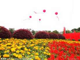 自然风景 花朵