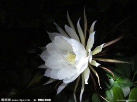 昙花