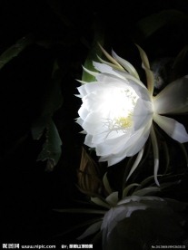 昙花