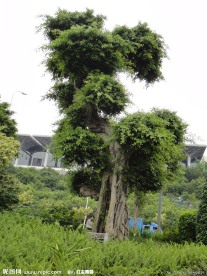风景树