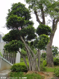 风景树