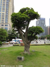 风景树