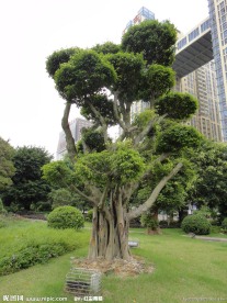 风景树