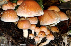 野生菌