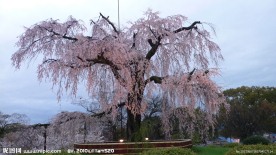 日本樱花